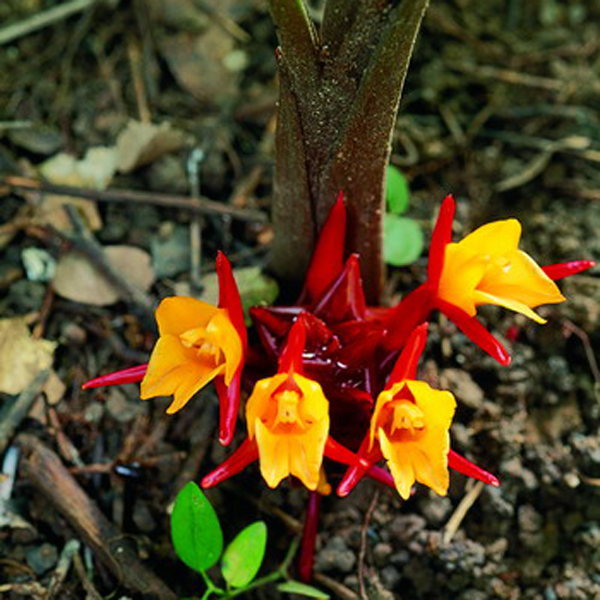 ว่านเพชรม้า (ว่านงูเห่า) Curcuma stenochila Gagnep.<br/>ZINGIBERACEAE